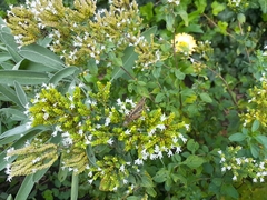 Melanoplus femurrubrum