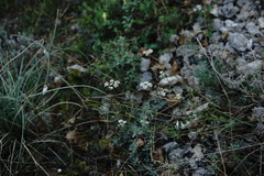 Pimpinella tragium