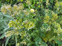 Melanoplus femurrubrum