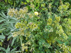 Melanoplus femurrubrum