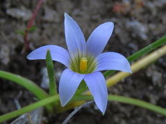 Romulea tabularis