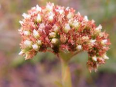 Crassula subulata subulata
