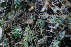 Pimpinella tragium