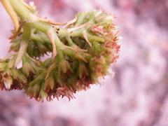 Crassula subulata subulata