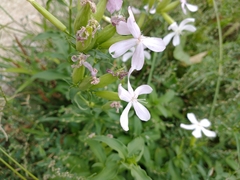 Saponaria officinalis