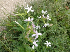 Saponaria officinalis
