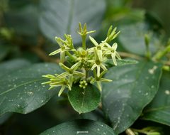 Cestrum strigilatum