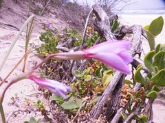 Gladiolus gueinzii