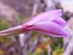 Gladiolus gueinzii