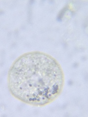 Sphaerocystis