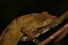Rhampholeon chapmanorum