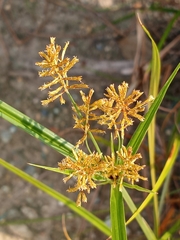 Cyperus esculentus leptostachyus