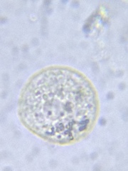 Sphaerocystis