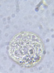 Sphaerocystis
