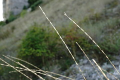 Elymus nodosus