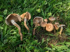 Pholiota angustipes