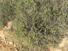 Osteospermum leptolobum