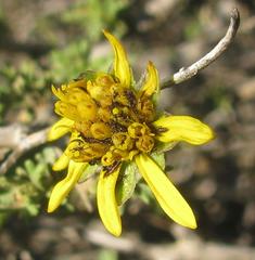 Osteospermum leptolobum