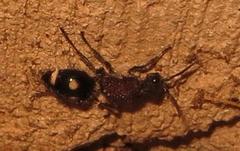 Dolichomutilla sycorax