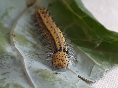 Ascia monuste orseis