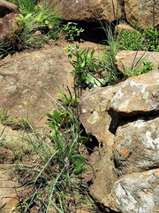 Senecio oxyriifolius image