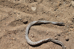 Hypsiglena ochrorhynchus