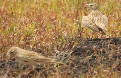Calandrella dukhunensis