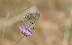 Polyommatus hispana
