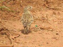 Calandrella dukhunensis