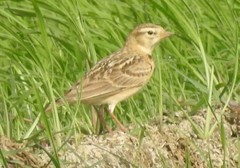 Calandrella dukhunensis