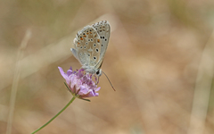 Polyommatus hispana