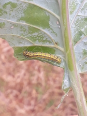 Ascia monuste orseis