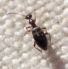 Ischyropalpus nitidulus