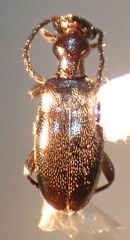 Ischyropalpus nitidulus