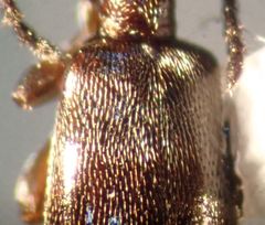 Ischyropalpus nitidulus