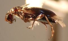 Ischyropalpus nitidulus