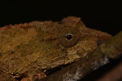 Rhampholeon chapmanorum