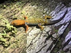 Gonatodes concinnatus