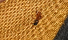 Tetragonisca angustula