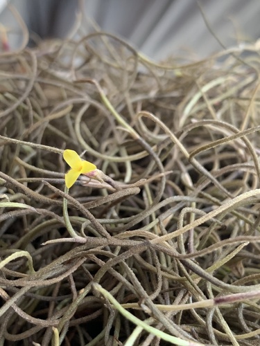 Tillandsia usneoides