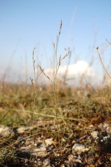Bufonia parviflora