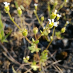 Saxifraga tridactylites