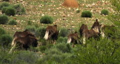 Connochaetes gnou