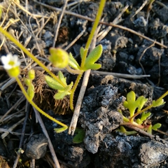 Saxifraga tridactylites