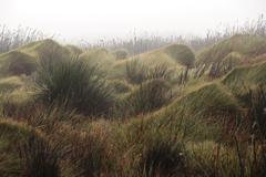 Anthochortus crinalis