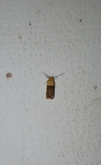 Stathmopoda auriferella