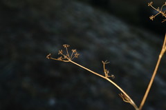 Rumia crithmifolia