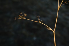 Rumia crithmifolia