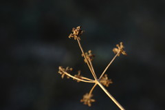 Rumia crithmifolia