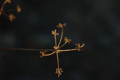 Rumia crithmifolia